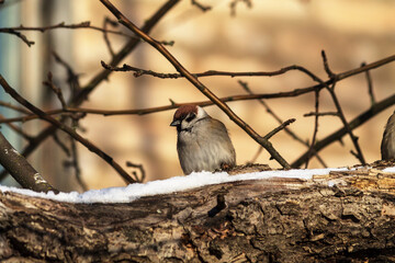 black backed shrike