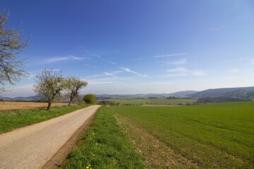 Gravel road in the green fields, surrounded by blooming fruit trees