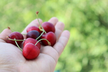 cherries in hand