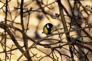 bird on a branch