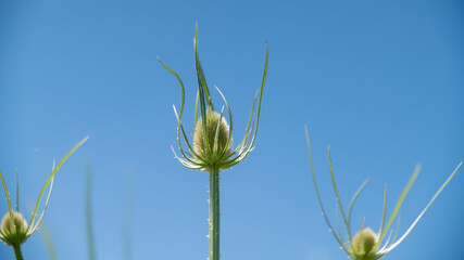  Close-up of a wild teasel still green, its head in the sky