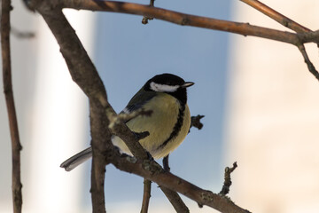 great tit on branch