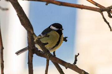 blue tit on branch
