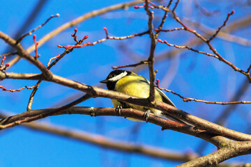 great tit on a branch