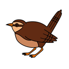 carolina wren bird on a white background