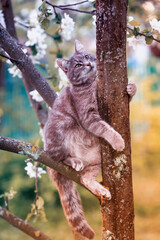 beautiful funny kitten sitting on a tree of a blooming Apple tree in a may warm garden