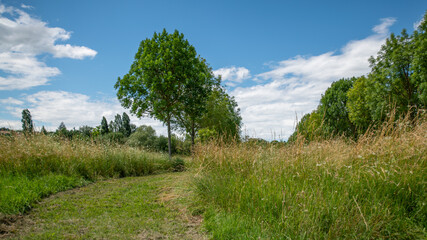 Fototapeta na wymiar Path in the middle of the fields, and alley of trees in the background, blue sky and cottony clouds