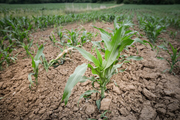 Details with young corn plants on a field.