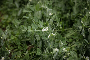 Details with a blooming vegetable pea plant.