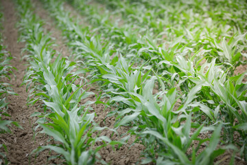 Details with young corn plants on a field.