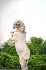 jumping goat