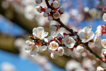 Apricot tree flowers with soft focus. Spring white flowers on a tree branch. Apricot tree in bloom.