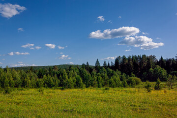 Fototapeta premium Summer landscape green meadow on a background of forest and blue sky.