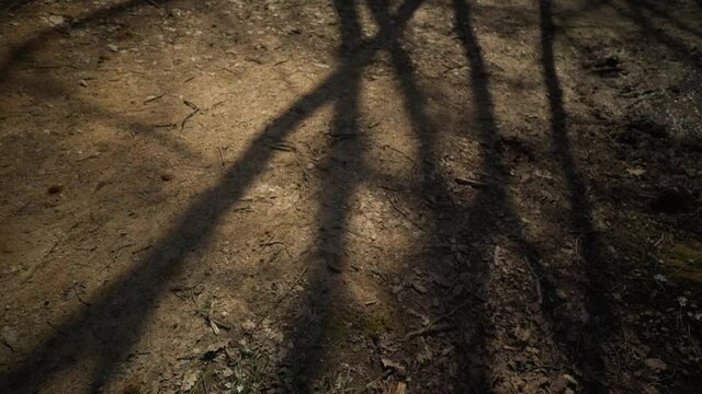 Tree Branches Shadow