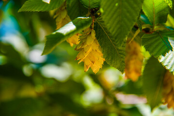 hornbeam in summer with green leaves one