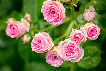 Close-up bouquet of pink blooming rose bush called Mimi Eden. A pink roses in bloom.