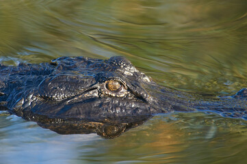 American Alligator