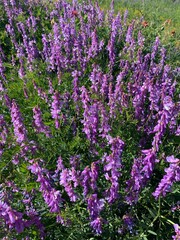 Obraz premium Beautiful purple flowers in the field. Delphinium. A purple flower on a plant