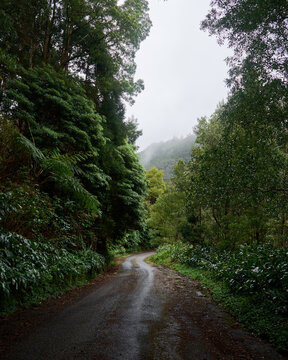 Road among a large vegetation of wild trees in Sao Miguel, Azores