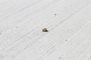 Tiny Frog on Concrete Sidewalk