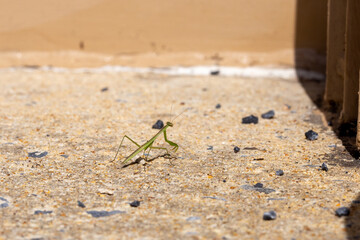Praying Mantis on Concrete