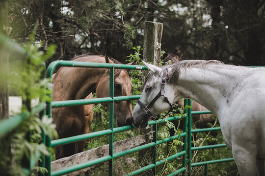 Two Quarter Horses meeting each other for the first time