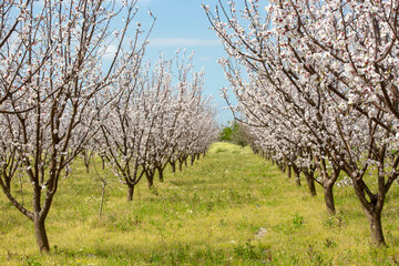 Apricot tree flowers with soft focus. Spring white flowers on a tree branch. Apricot tree in bloom.