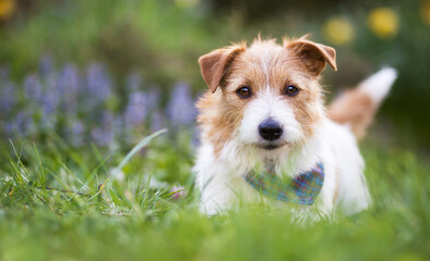 Adorable cute smiling small jack russell terrier pet dog puppy looking and listening ear in the grass. Web banner with copy space.