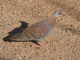 Speckled pigeon (Columba guinea) - African rock pigeon with red patches around the eye, Namibia