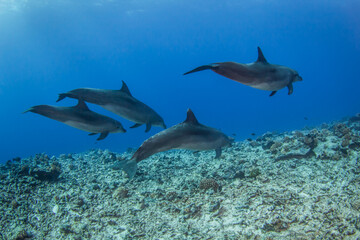 Plakat dolphins underwarter