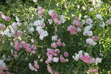 Pink rose blossom spring romantic flower	