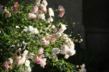 Pink rose blossom spring romantic flower	