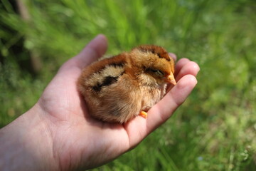 Small, cute sleeping brown striped chicken in the hand.