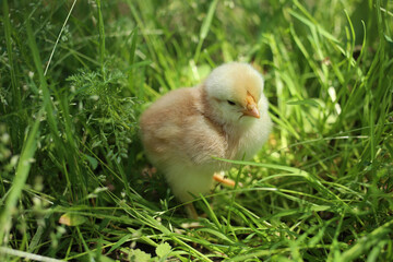 A recently hatched yellow chick grazing in green grass.