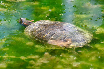 The river turtle swims in the lake