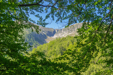 Valle tra gli alberi.