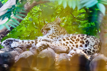 Leopard inside of cage. Leopard living in a zoo