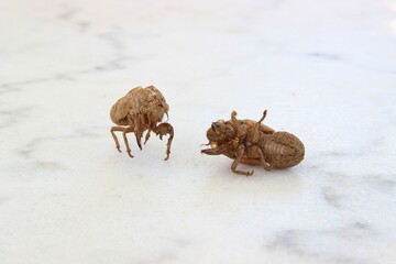 Two cicada insect shells isolated on a white marble surface. Selective focus
