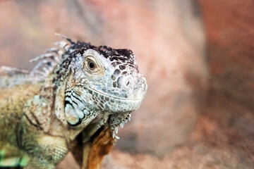 Close-up portrait of a reptile with protective coloring, disguise