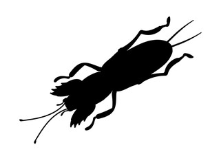 A black silhouette mole cricket isolated on white background. Insect pest. Stock vector illustration.