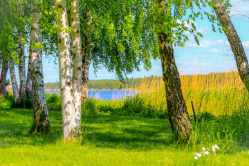 tree in the field,birch grove, not far from the river, Russian mood