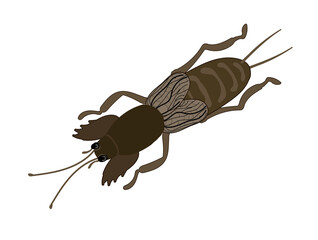 A brown mole cricket isolated on white background. Insect pest. Stock vector illustration.