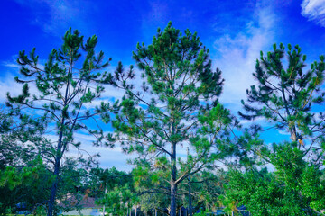 tall pine tree and blue sky