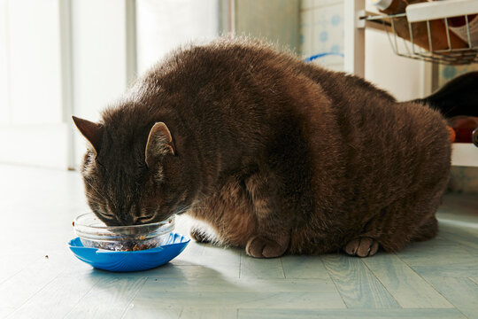 chat ob&egrave;se mangeant dans une gamelle sur le sol d'une cuisine &agrave; l'int&eacute;rieur d'un appartement 