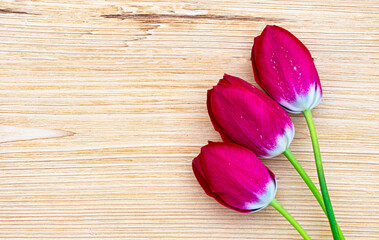 Three red tulips lie on a wooden light brown background