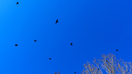Flock of birds flying in the classic blue sky. Abstract background. Space for text.