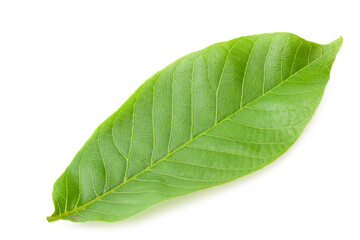 Fototapeta na wymiar one green leaf of walnut isolated on a white background