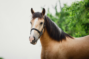 closeup portrait of young draft buckskin gelding horse in bridle on sky and trees background in...