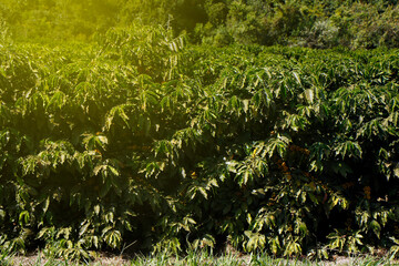 Farm coffee plantation in Brazil