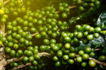 Farm coffee plantation in Brazil